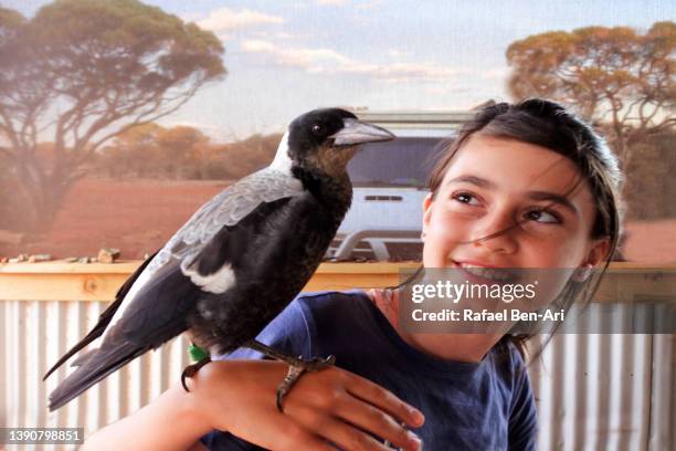 young australian girl playing with her australian magpie bird pet - white crow stock pictures, royalty-free photos & images