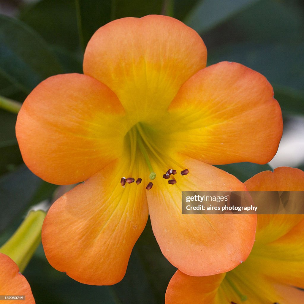 Close up of Orange flowers