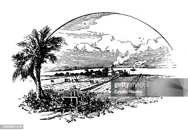 antique illustration of usa, south carolina landmarks and companies: rice fields - paddy field stock illustrations