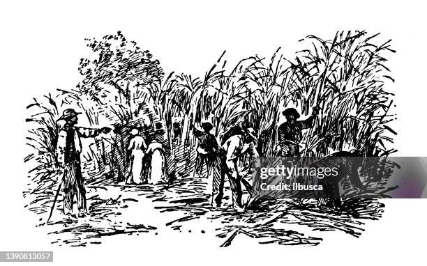 stockillustraties, clipart, cartoons en iconen met antique illustration of usa, texas landmarks and companies: cane cutting - rotan