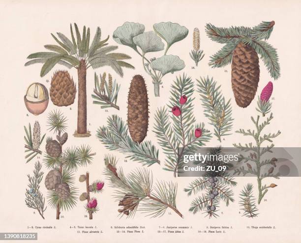 stockillustraties, clipart, cartoons en iconen met naked seed plants (gymnospermae), hand-colored wood engraving, published in 1887 - jeneverbes conifeer
