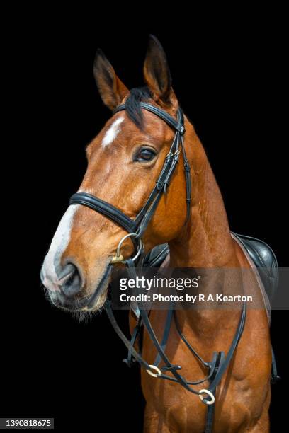 a fine bay horse with bridle against a dark background - sattel und zaumzeug stock-fotos und bilder