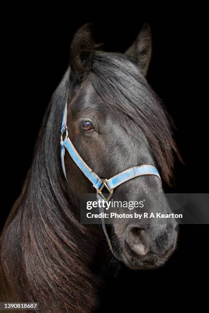 dark coloured little pony with long mane blowing in the wind - cheval noir photos et images de collection