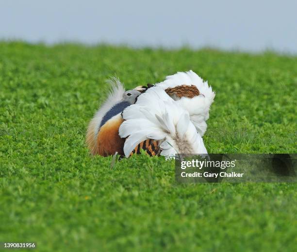 great bustard [ otis tarda] - großtrappe stock-fotos und bilder