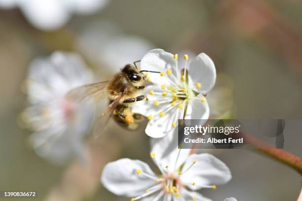 biene bei der bestäubung einer baumblüte - bestäubung stock pictures, royalty-free photos & images