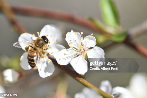 biene bei der bestäubung einer baumblüte - bestäubung stock pictures, royalty-free photos & images