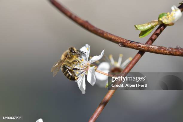 biene bei der bestäubung einer baumblüte - bestäubung stock pictures, royalty-free photos & images