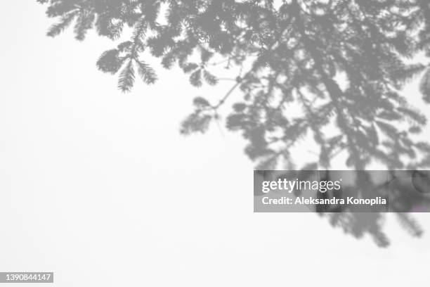 shadows of fir tree branches on a white wall - focus on shadow stock pictures, royalty-free photos & images