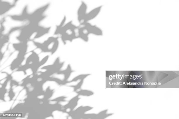 shadows of tree branches with leaves on a white wall - schatten im mittelpunkt stock-fotos und bilder