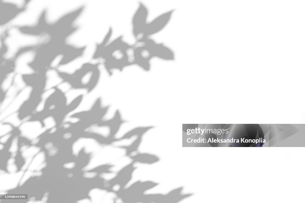 Shadows of tree branches with leaves on a white wall