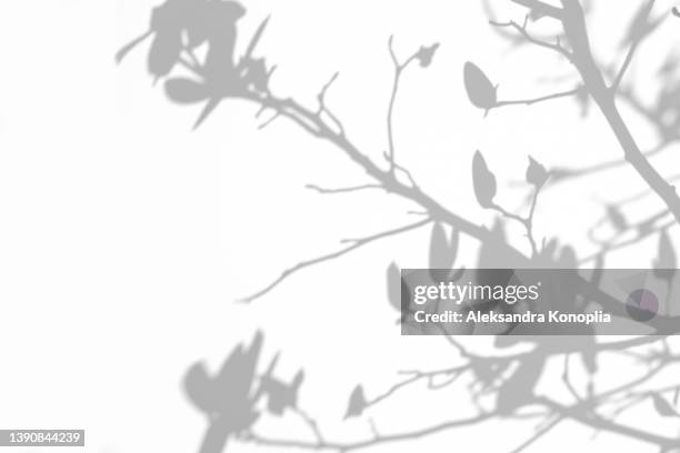 shadows of the tree branches on a white wall - black white floral wallpaper stock pictures, royalty-free photos & images