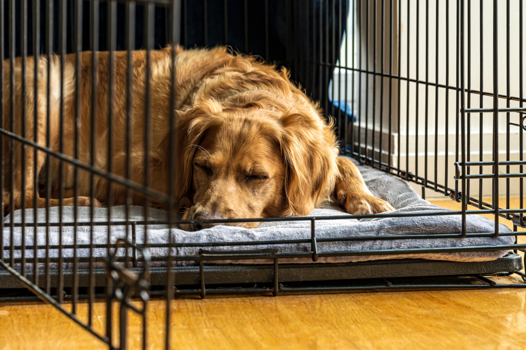 dog in crate