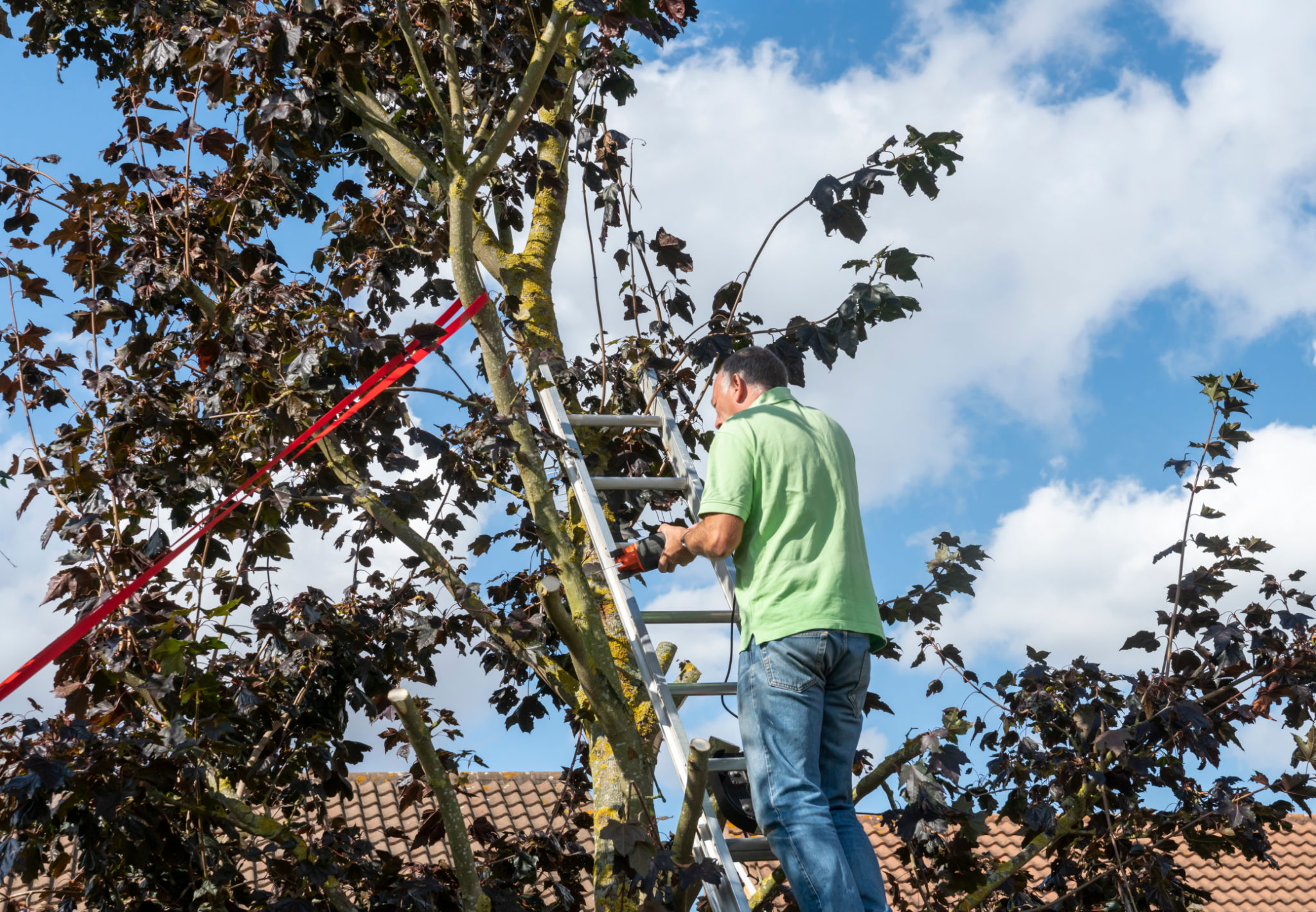 Senior man up a ladder trimming tree branches from a sycamore tree Senior man up a ladder trimming tree branches from a sycamore tree