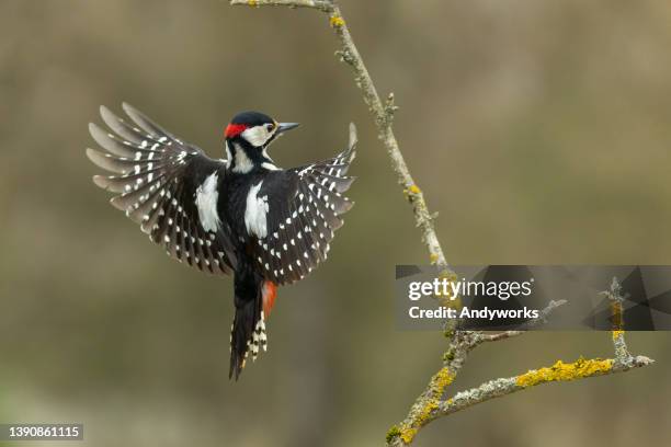 male great spotted woodpecker - woodpecker stock pictures, royalty-free photos & images