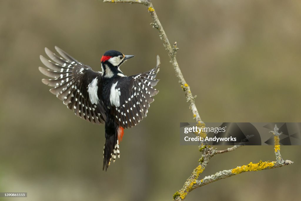 Male great spotted woodpecker