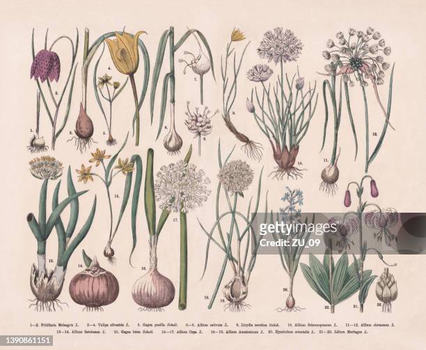 bildbanksillustrationer, clip art samt tecknat material och ikoner med useful and ornamental plants, hand-colored wood engraving, published in 1887 - tulpaner