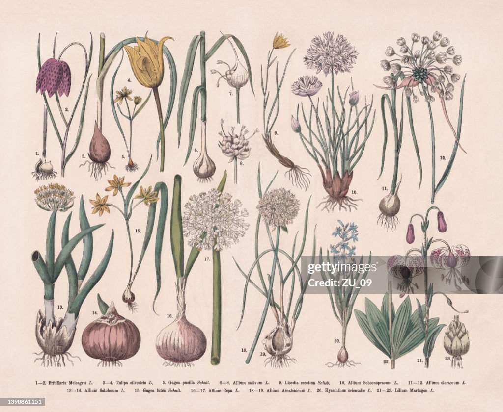 Useful and ornamental plants, hand-colored wood engraving, published in 1887