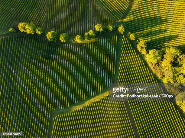 aerial view of agricultural field,styria,austria - viñedo fotografías e imágenes de stock