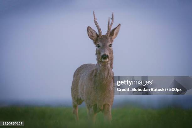 blue hour,portrait of roe red deer standing on field against sky - hertenbok stockfoto's en -beelden