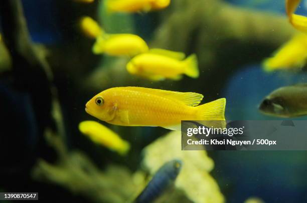 lemon oscar astronotus ocellatus,close-up of cichlid swimming in aquarium,nha trang,khanh hoa province,vietnam - cichlid aquarium stock pictures, royalty-free photos & images