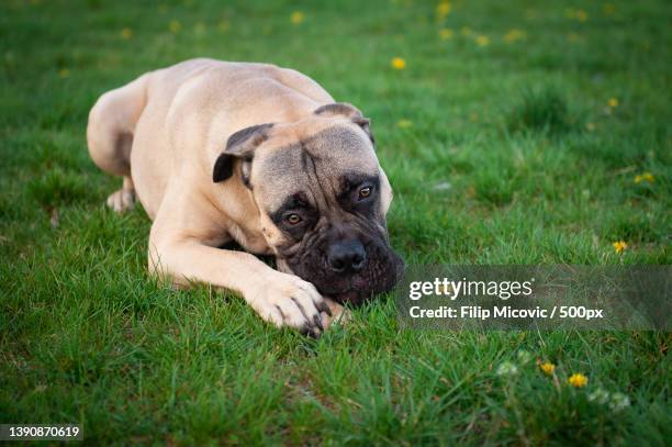 portrait of mastiff on grass,serbia - boerboel stockfoto's en -beelden