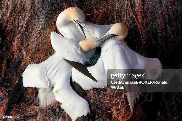 northern gannet (sula bassana) quarrelling on the nest, helgoland island, schleswig-holstein, wildlife, germany - alcatraz común fotografías e imágenes de stock