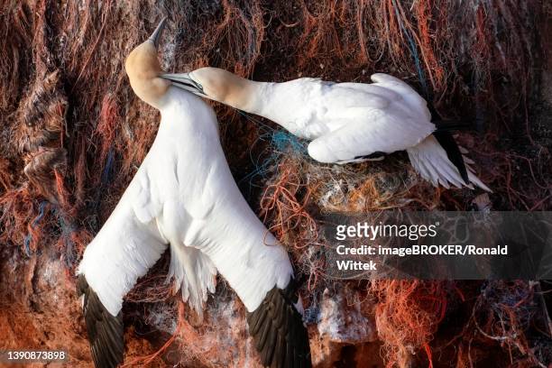 northern gannet (sula bassana) quarrelling on the nest, helgoland island, schleswig-holstein, wildlife, germany - helgoland stock-fotos und bilder