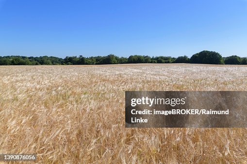 Barley Field Grandenborn Ringgau Werrameissner District Hesse Germany ...