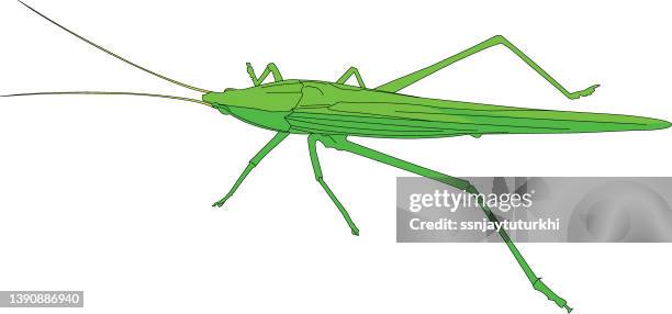ilustrações de stock, clip art, desenhos animados e ícones de grasshopper, - gafanhoto verde norte americano
