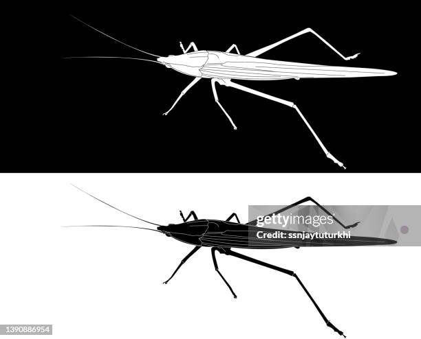 grasshopper, - cricket insect illustration stock illustrations