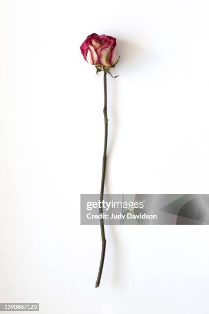 one single dead dried rose on plain white background - végétation fanée photos et images de collection