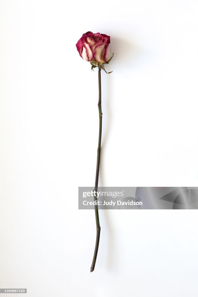 One single dead dried rose on plain white background