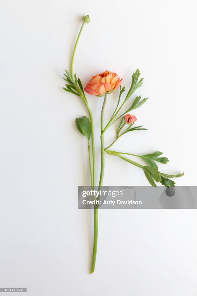 Single stem of orange ranunculus on plain white backgorund