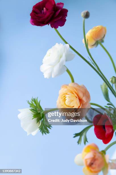 multi colored ranunculus on blue background - red bud stock pictures, royalty-free photos & images