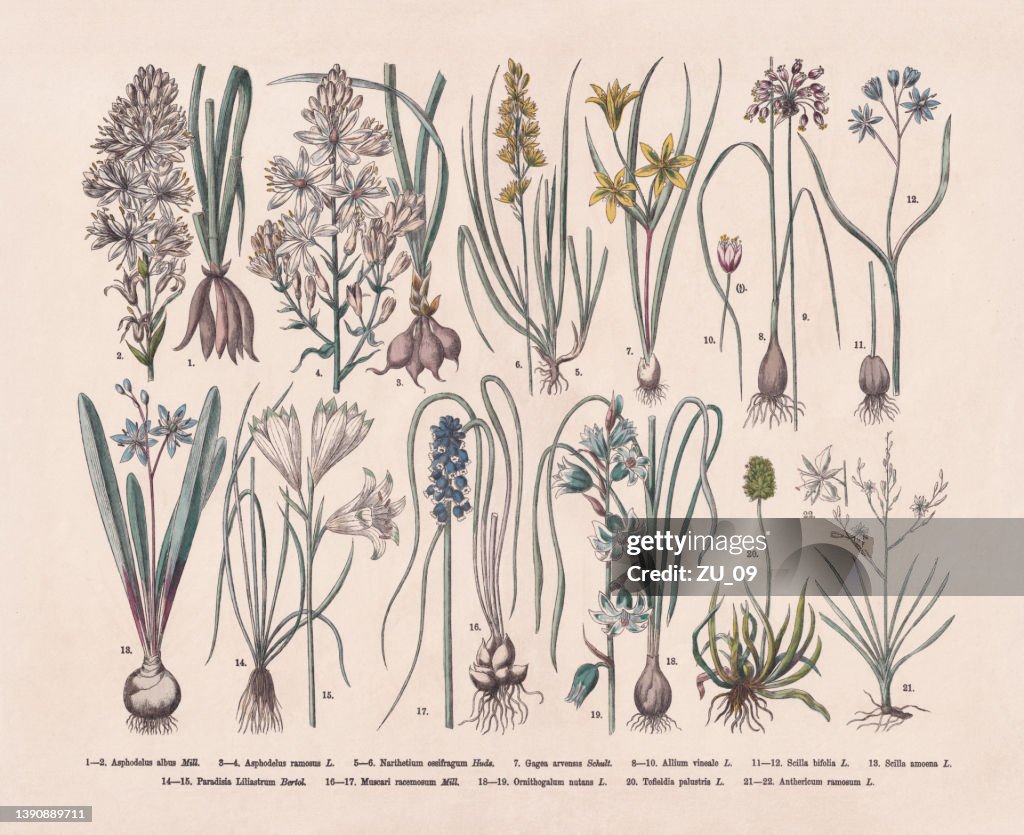 Useful and ornamental plants, hand-colored wood engraving, published in 1887