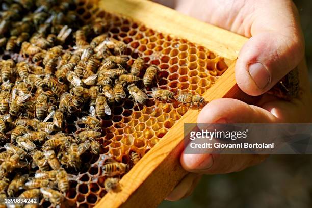 hand of beekeeper holds a honeycomb - api photos et images de collection