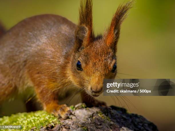 ekorre i rrelse,close-up of squirrel on tree trunk - vår stockfoto's en -beelden