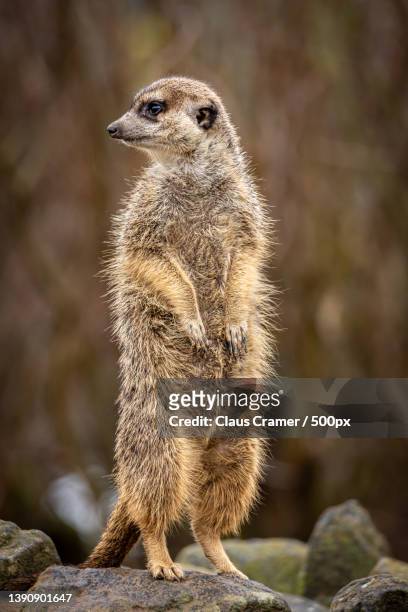 the guard,close-up of meerkat looking away while standing on rock - erdmännchen stock pictures, royalty-free photos & images