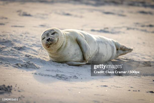 enjoy time,close-up of seal on beach,helgoland,germany - säl bildbanksfoton och bilder