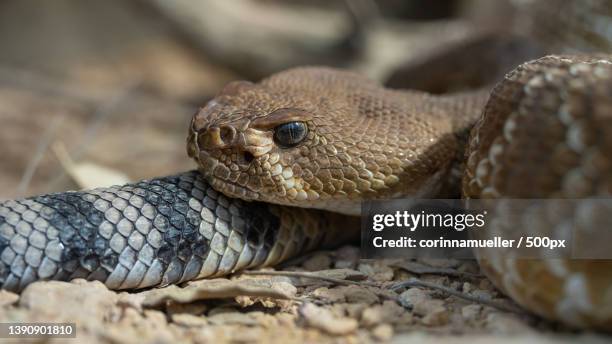 rattlesnake,close-up of rattlewestern diamondback rattlediamondback rattleviper on field,tierpark bern,switzerland - western diamondback rattlesnake stock pictures, royalty-free photos & images