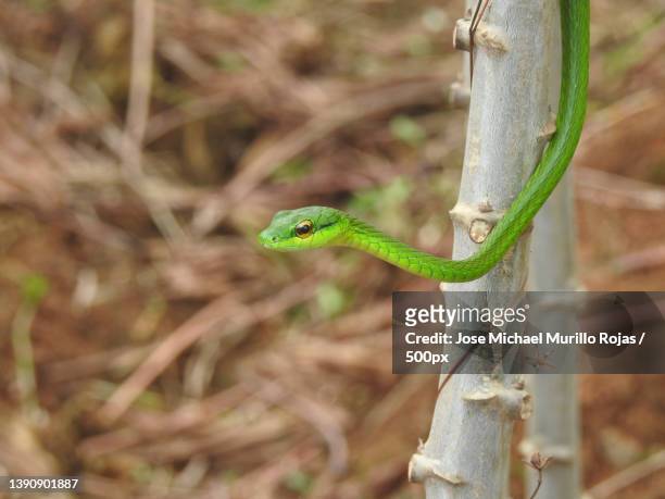 eastern parrot snake,close-up of green tree snake on tree,province of alajuela,costa rica - opheodrys aestivus stock pictures, royalty-free photos & images