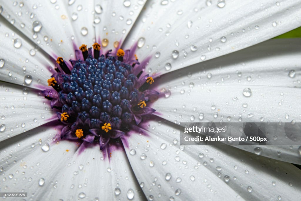 Almost touching the surface,Close-up of wet flower,Sucre,Bolivia