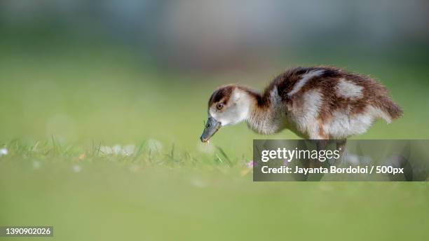 egyptian gosling,close-up of duck on grass,london,united kingdom,uk - duckling foto e immagini stock