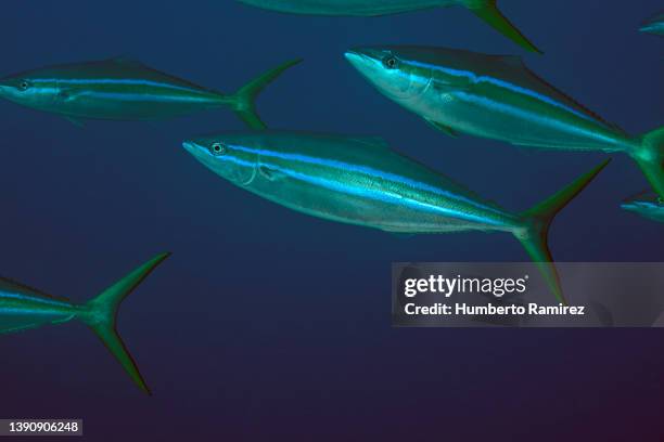 Rainbow Runner Fish Photos and Premium High Res Pictures - Getty Images