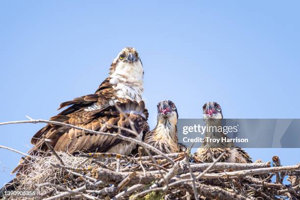 osprey family in nest - osprey stock pictures, royalty-free photos & images