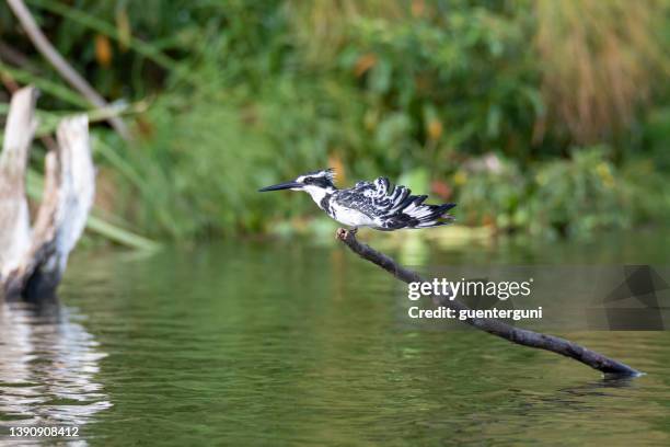 pied kingfisher (ceryle rudis) in swamp, wildlife shot, uganda - pied kingfisher ceryle rudis stock pictures, royalty-free photos & images