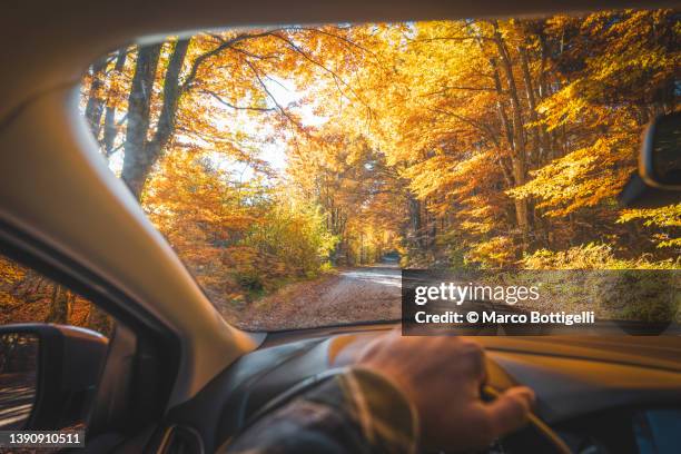 personal perspective of man driving among a lush forest in autumn - grand angle 個照片及圖片檔