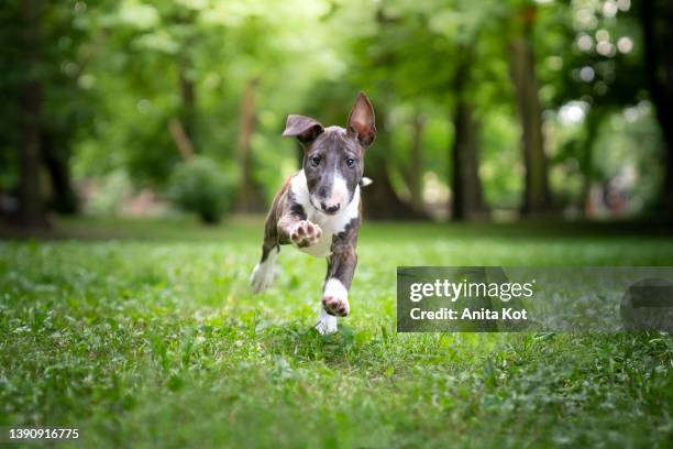 running bull terrier puppy - bullterrier stock-fotos und bilder