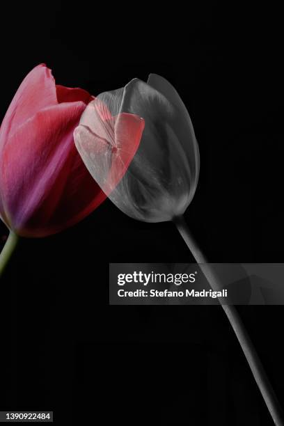 tulip multiple exposure on black background - mixed doubles stockfoto's en -beelden