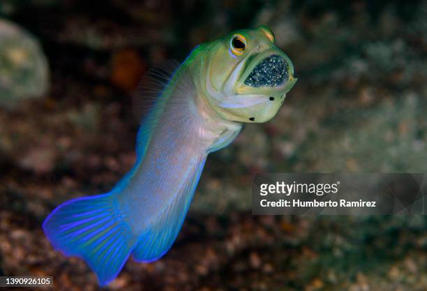 yellowhead jawfish. - broeden stockfoto's en -beelden